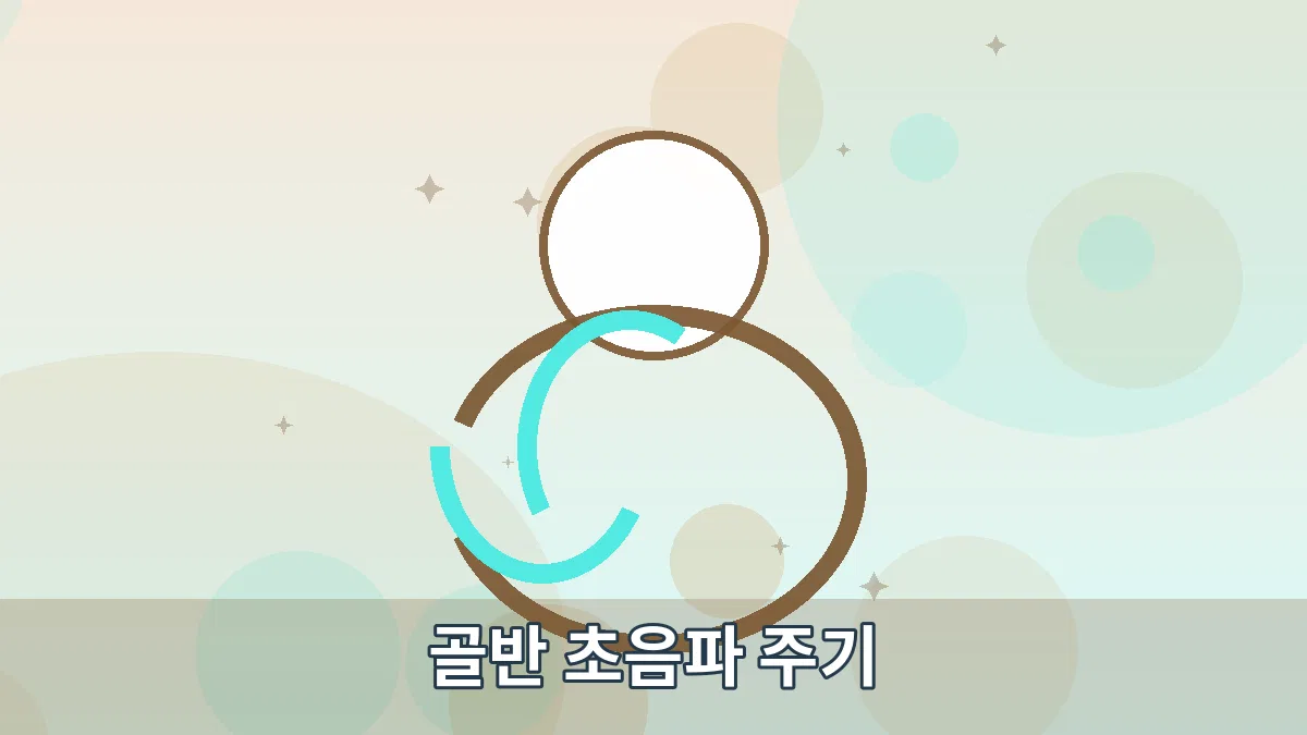 골반 초음파 주기 안내 이미지 1
